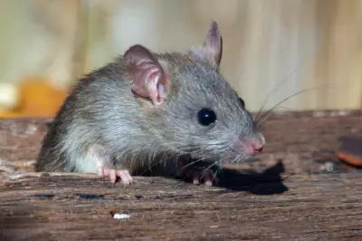 Bahaya Kotoran Tikus: Langkah Aman Membersihkan untuk Hindari Penyakit