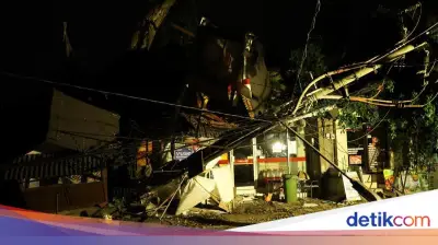 Beringin Reringgi 25 Meter Tumbang di Ubud, Timpa Restoran dan Kendaraan