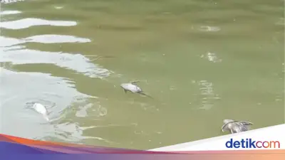 BPBD Tangerang Susuri Cisadane Usai Tercemar Limbah, Ikan Masih Mati Mengambang
