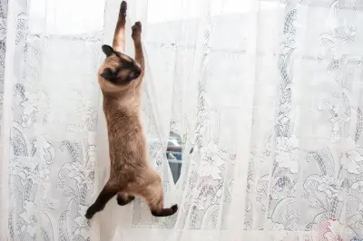 Cara Efektif Menghentikan Kucing Memanjat Tirai dengan Pendekatan Positif