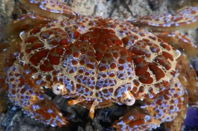 Food Vlogger Filipina Tewas Usai Makan Kepiting Beracun di Restoran