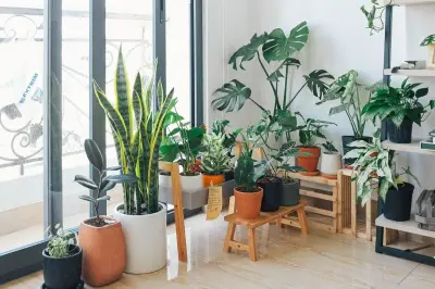 Houseplant Maximalism: Tren Baru yang Jadikan Tanaman Hias Pusat Perhatian
