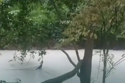 Kebakaran Gudang Pestisida di Tangsel Cemari Lingkungan, Ratusan Ikan Mati