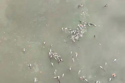 KLH Turunkan Tim Selidiki Dugaan Pencemaran Sungai Cisadane Pasca Kebakaran