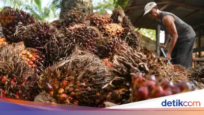 KPK Ungkap Celah Pajak Sawit, Dorong Perbaikan Tata Kelola Transparan