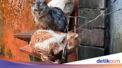 Kucing di Bali Diikat Leher Sampai Kehujanan, Pemilik Ngaku Belum Punya Kandang