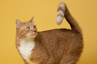 Kucing Gigit Ekor Sendiri? Waspada Tanda Masalah Kesehatan dan Stres