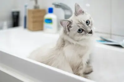 Mengapa Kucing Buang Air Besar di Bak Mandi? Ini Penyebab dan Solusinya
