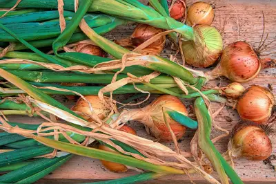 Panduan Praktis Menanam Bawang Bombai di Pot untuk Panen Cepat di Rumah