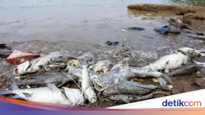 Pencemaran Pestisida di Sungai Cisadane Meluas hingga 22,5 Kilometer