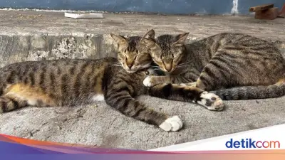 Pensiunan ASN Blora Jadi Tersangka Usai Menendang Kucing Hingga Mati