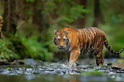 Penyelidikan Kematian Misterius 72 Harimau di Taman Wisata Thailand