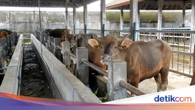 Prabowo Cairkan Rp 72 Miliar untuk Sapi Meugang bagi Korban Bencana Aceh