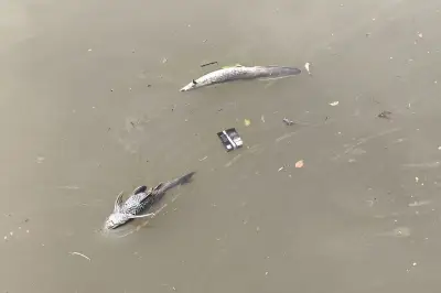 Ribuan Ikan di Sungai Cisadane Mati Akibat Pencemaran Air Pemadam Kebakaran