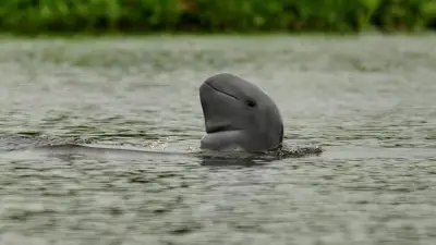 Sinergi Pemerintah dan Masyarakat Selamatkan Pesut Mahakam dari Kepunahan di Kaltim