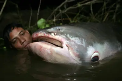 Studi Ungkap Penyusutan Drastis Ikan Raksasa Sungai Mekong dalam 7 Tahun