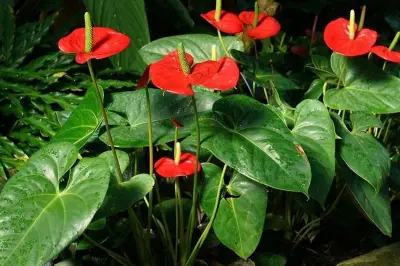 Tanaman Hias Berbentuk Hati Jadi Alternatif Ungkapkan Cinta di Hari Valentine