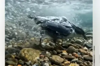 Video Burung Dipper Berjalan di Dalam Air Viral, Ungkap Kemampuan Uniknya
