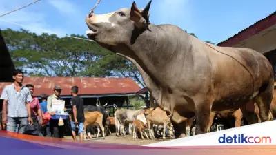 Wagub Aceh Minta Bantuan Sapi Meugang untuk 1.455 Desa Disalurkan Sebelum Ramadan