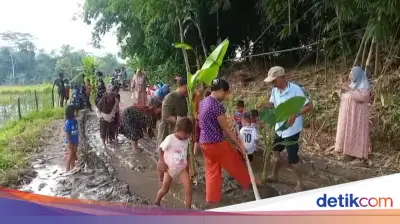 Warga Lebak Protes Jalan Rusak dengan Menanam Pisang dan Padi di Tengah Jalan
