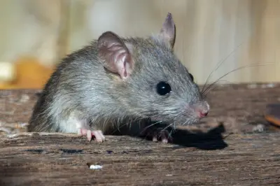 Waspadai Tanda-Tanda Awal Kehadiran Tikus di Rumah Sebelum Berkembang Biak