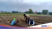 Aiptu Suwendi, Bhabinkamtibmas Penggerak Kemandirian Pangan di Cirebon