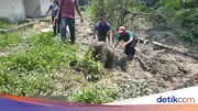 Anak Gajah Terperosok Septic Tank di Riau Picu Kawanan Mengamuk dan Rusak Fasilitas