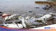 DLH Banten Targetkan Pembersihan Pestisida di Sungai Cisadane Rampung dalam Dua Minggu