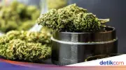 Kreator Konten di Jaksel Tanam Ganja di Rumah untuk Konsumsi Pribadi Selama Setahun