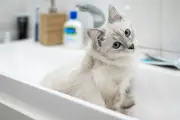 Mengapa Kucing Buang Air Besar di Bak Mandi? Ini Penyebab dan Solusinya