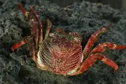 Mengenal Devil Crab, Kepiting Beracun yang Dikonsumsi Vlogger Filipina