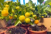 Panduan Lengkap Menanam Pohon Jeruk dalam Pot untuk Ruang Terbatas