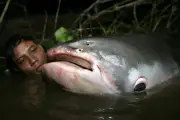 Studi Ungkap Penyusutan Drastis Ikan Raksasa Sungai Mekong dalam 7 Tahun