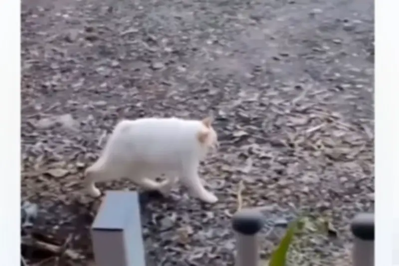 Video Kucing Pendek Tulang Belakang Viral, Netizen Terpesona Gerakannya