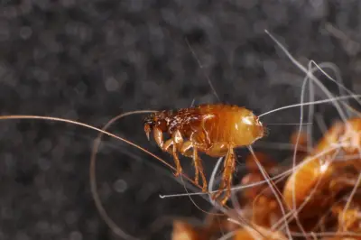 8 Aroma Alami yang Dibenci Kutu untuk Usir Hama dari Rumah