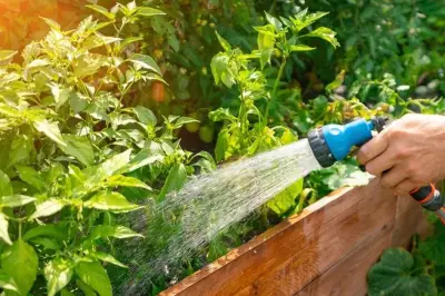 Air Keran Tak Selalu Cocok, Jenis Air Ini Lebih Baik untuk Tanaman Hias