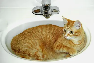 Bahaya Kucing Minum Air Toilet: Bakteri dan Residu Kimia Mengintai