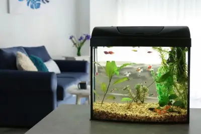 Barang-Barang di Rumah yang Dipercaya Membawa Energi Negatif Menurut Feng Shui