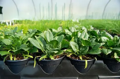 Benih Tak Berkecambah? Ini 5 Kesalahan Umum dalam Penyemaian Tanaman