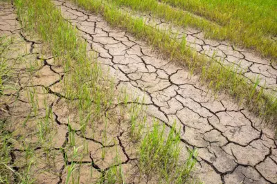 BMKG Prediksi Musim Kemarau 2026 di Jawa Barat Datang Lebih Cepat dan Lebih Kering