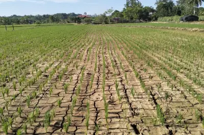 BMKG Prediksi Musim Kemarau 2026 Lebih Awal, Dimulai April