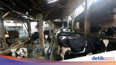 BRIN dan FAO Kolaborasi Genjot Produksi Susu Nasional Lewat Riset dan Inovasi
