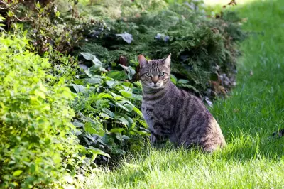 Cara Alami Mengusir Kucing Liar dari Kebun Tanpa Merugikan Lingkungan