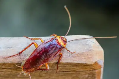 Cara Alami Usir Kecoa dari Rumah Tanpa Bahan Kimia Berbahaya