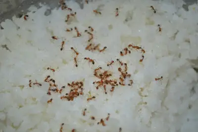 Cara Efektif Hilangkan Sarang Semut di Halaman Rumah: Tips dari Ahli