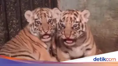 Dua Anak Harimau Benggala di Bandung Zoo Meninggal Diduga Akibat Virus Panleukopenia