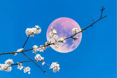 Fenomena Pink Moon Akan Hiasi Langit Indonesia pada 2 April 2026