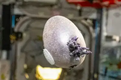 Foto Misterius di ISS Ternyata Eksperimen Kentang Astronot NASA