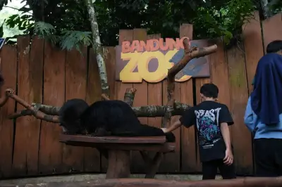 Gubernur Jabar Dedi Mulyadi Ambil Langkah Tegas Selamatkan Satwa Bandung Zoo