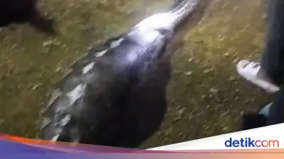 Kambing Hamil Dimangsa Ular Piton 8 Meter di Kendari Saat Lebaran